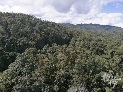 哀牢山之人面熊传说,人面熊的古老之谜